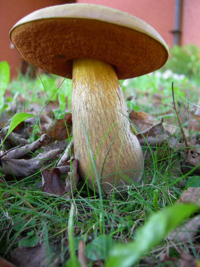 Funghi di casa